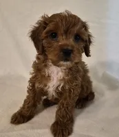 L'IL JOJO, a male Cavapoo for sale in Pigeon Forge, TN – 9 of 10