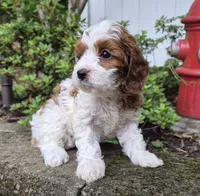 TALLULAH MAE, a female Cavapoo for sale in Pigeon Forge, TN – 9 of 10