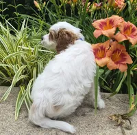TENNESSEE, a male Cavapoo for sale in Pigeon Forge, TN – 3 of 9
