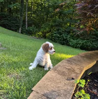 Tennessee Boy, a male Cavapoo for sale in Pigeon Forge, TN – 4 of 7