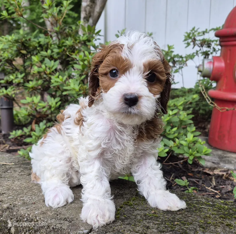 Parti Girl #2 – Cavapoo puppy for sale in Pigeon Forge, TN