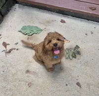 Happy Puppy!, a male Cavapoo and Poodle - Miniature  for sale in Pigeon Forge, TN – 6 of 10