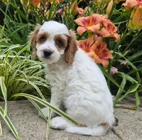 TENNESSEE, a male Cavapoo for sale in Pigeon Forge, TN – 4 of 9