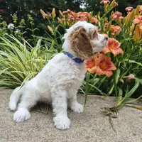 TENNESSEE, a male Cavapoo for sale in Pigeon Forge, TN – 2 of 9