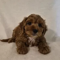 RAGGEDY ANN, a female Cavapoo for sale in Pigeon Forge, TN – 6 of 8