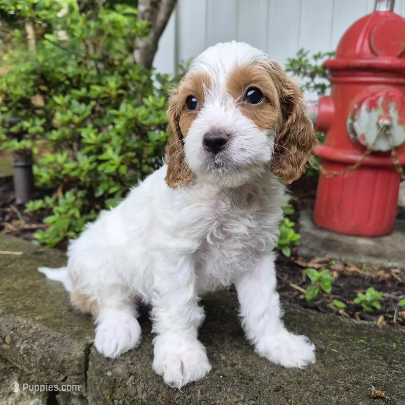 Parti girl #1 – Cavapoo puppy for sale in Pigeon Forge, TN