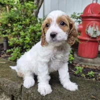 FREYA FRECKLES, a female Cavapoo for sale in Pigeon Forge, TN – 7 of 9