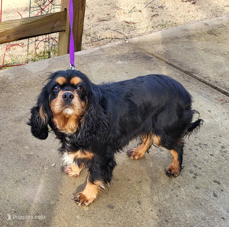 Willow – Cocker Spaniel, Cavalier King Charles Spaniel puppy for sale in Pigeon Forge, TN