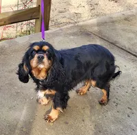 Willow, a female Cocker Spaniel and Cavalier King Charles Spaniel for sale in Pigeon Forge, TN – 1 of 3