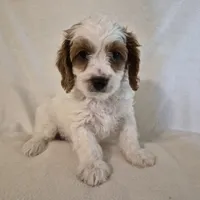 TENNESSEE, a male Cavapoo for sale in Pigeon Forge, TN – 9 of 9