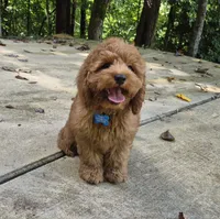 Happy Puppy!, a male Cavapoo and Poodle - Miniature  for sale in Pigeon Forge, TN – 2 of 10