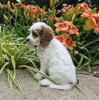 TENNESSEE, a male Cavapoo for sale in Pigeon Forge, TN – 5 of 9