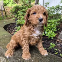 Red Boy #4, a male Cavapoo and Cavalier King Charles Spaniel for sale in Pigeon Forge, TN – 10 of 10