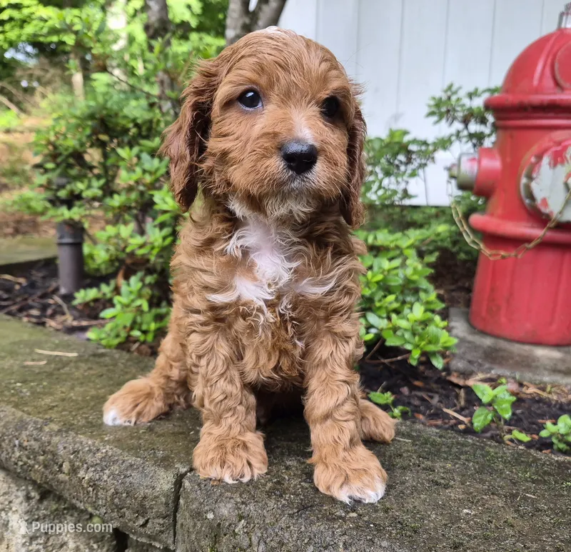 Red Boy #4 – Cavapoo, Cavalier King Charles Spaniel puppy for sale in Pigeon Forge, TN