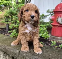 Red Boy #4, a male Cavapoo and Cavalier King Charles Spaniel for sale in Pigeon Forge, TN – 7 of 10
