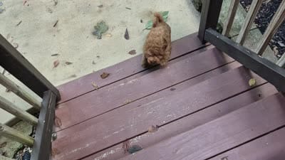 Happy Puppy!, a male Cavapoo and Poodle - Miniature  for sale in Pigeon Forge, TN – 10 of 10