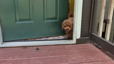 Happy Puppy!, a male Cavapoo and Poodle - Miniature  for sale in Pigeon Forge, TN – 8 of 10