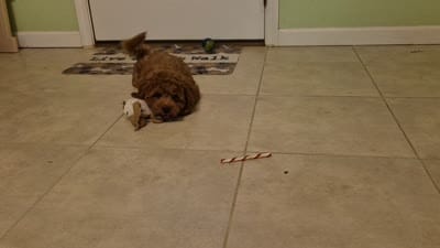 Happy Puppy!, a male Cavapoo and Poodle - Miniature  for sale in Pigeon Forge, TN – 9 of 10