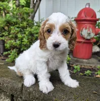 FREYA FRECKLES, a female Cavapoo for sale in Pigeon Forge, TN – 8 of 9
