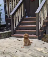 Happy Puppy!, a male Cavapoo and Poodle - Miniature  for sale in Pigeon Forge, TN – 4 of 10