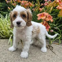 FREYA FRECKLES, a female Cavapoo for sale in Pigeon Forge, TN – 3 of 9