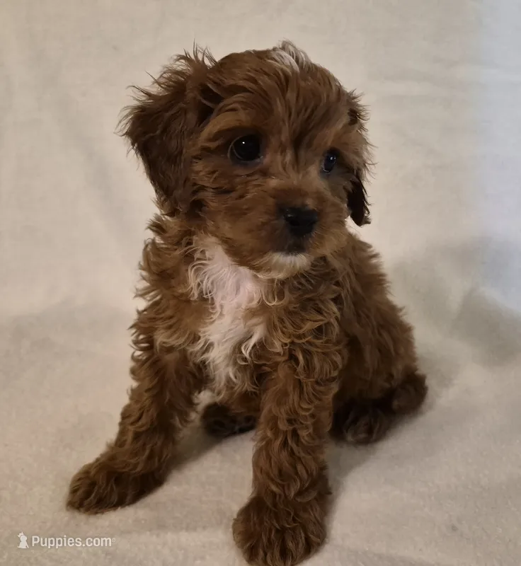 Red Boy (smallest) – Cavapoo puppy for sale in Pigeon Forge, TN