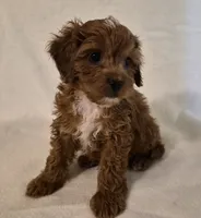 L'IL JOJO, a male Cavapoo for sale in Pigeon Forge, TN – 10 of 10