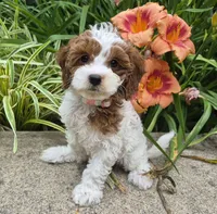 TALLULAH MAE, a female Cavapoo for sale in Pigeon Forge, TN – 5 of 10