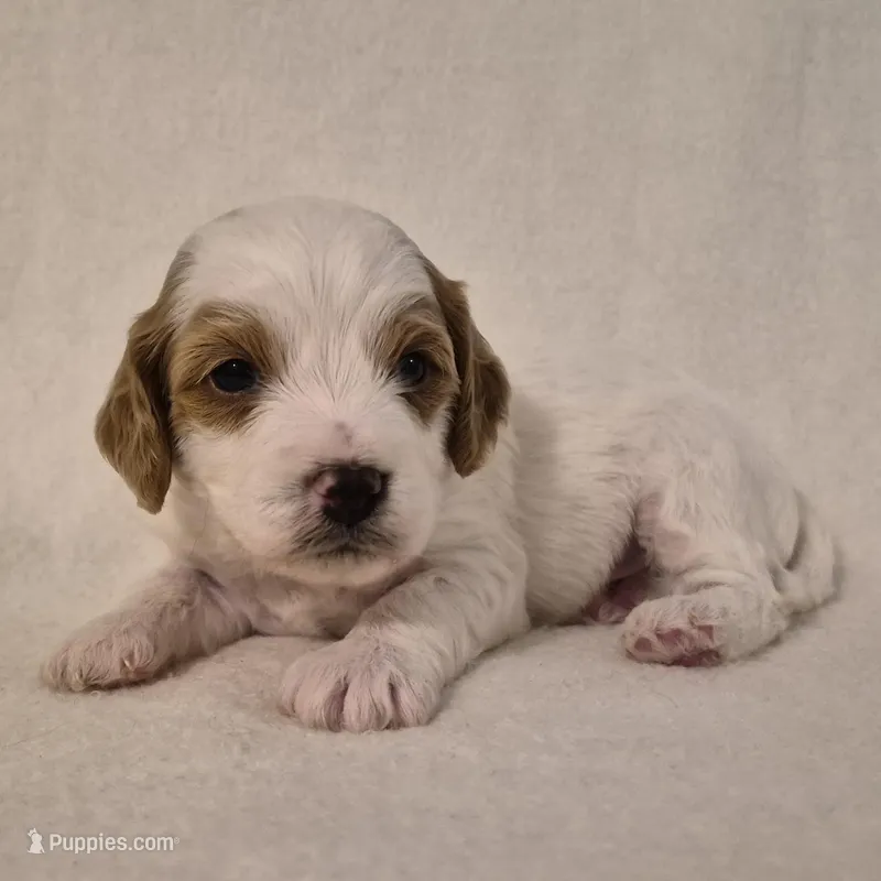 Parti Boy – Cavapoo puppy for sale in Pigeon Forge, TN