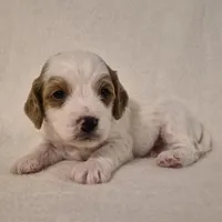 Parti Boy, a male Cavapoo for sale in Pigeon Forge, TN – 1 of 1
