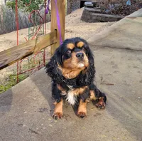 Willow, a female Cocker Spaniel and Cavalier King Charles Spaniel for sale in Pigeon Forge, TN – 3 of 3