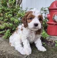 TALLULAH MAE, a female Cavapoo for sale in Pigeon Forge, TN – 10 of 10