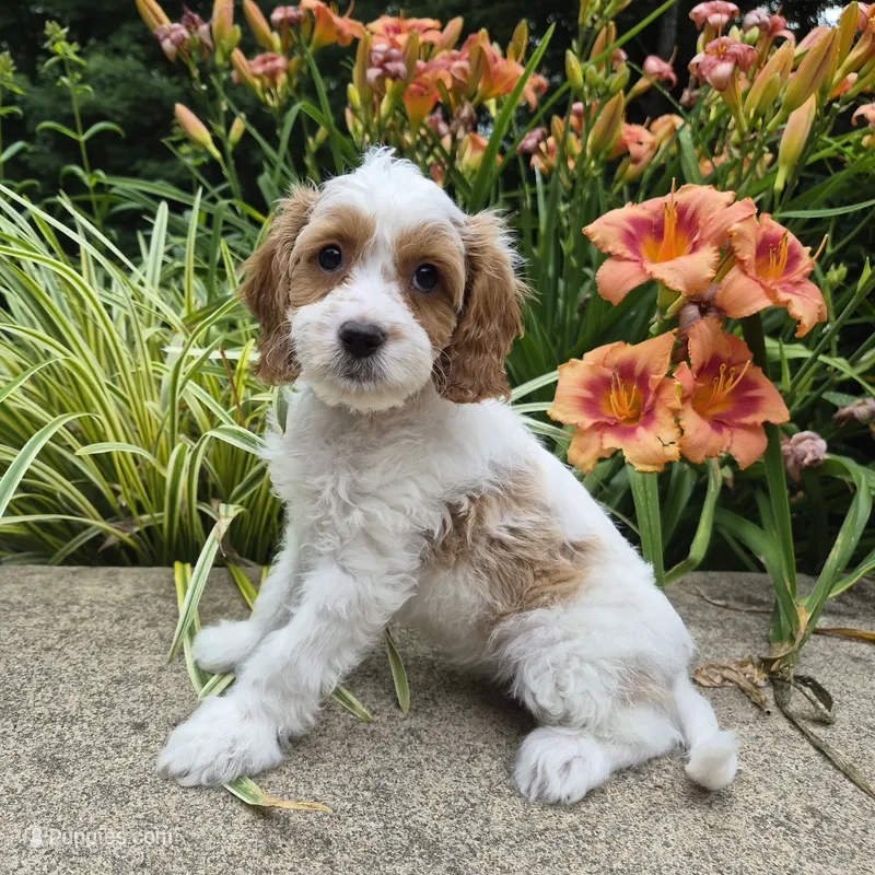 FREYA FRECKLES – Cavapoo puppy for sale in Pigeon Forge, TN