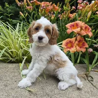 FREYA FRECKLES, a female Cavapoo for sale in Pigeon Forge, TN – 1 of 9