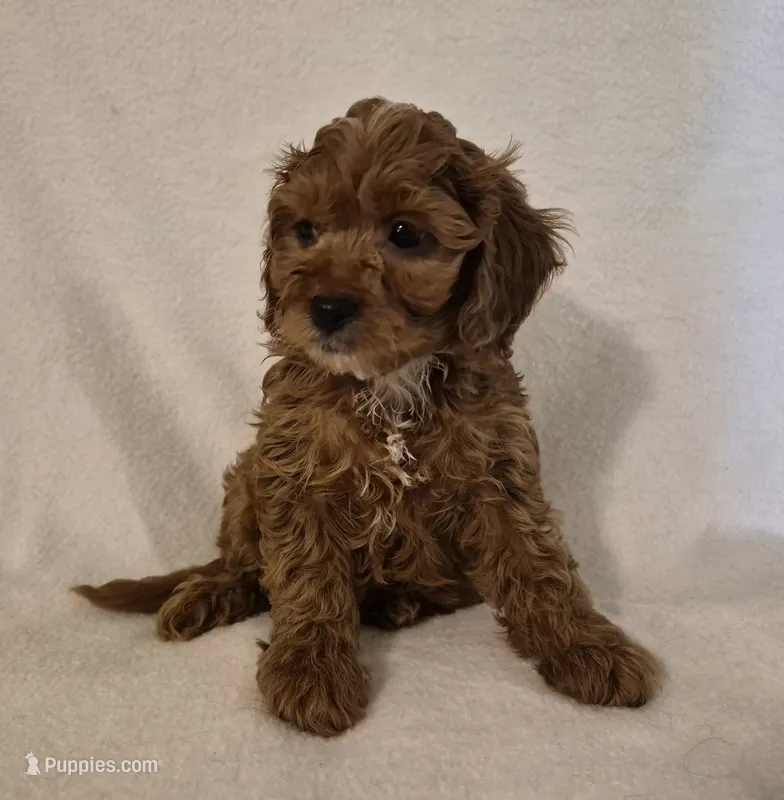 Red Girl – Cavapoo puppy for sale in Pigeon Forge, TN