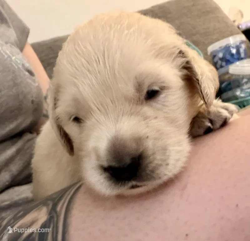 Blue Male – Golden Retriever puppy for sale in Fort Walton Beach, FL
