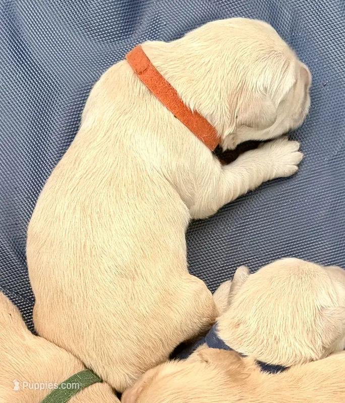 Orange Male – Golden Retriever puppy on hold in Fort Walton Beach, FL