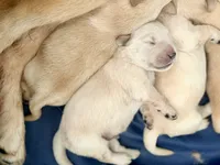 Blue Male, a male Golden Retriever for sale in Fort Walton Beach, FL – 2 of 3