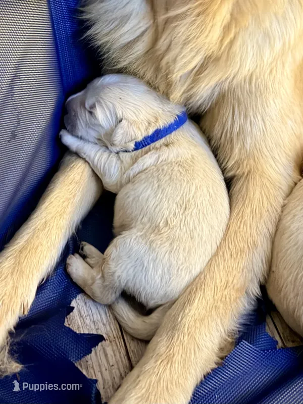 Blue Male – Golden Retriever puppy on hold in Fort Walton Beach, FL