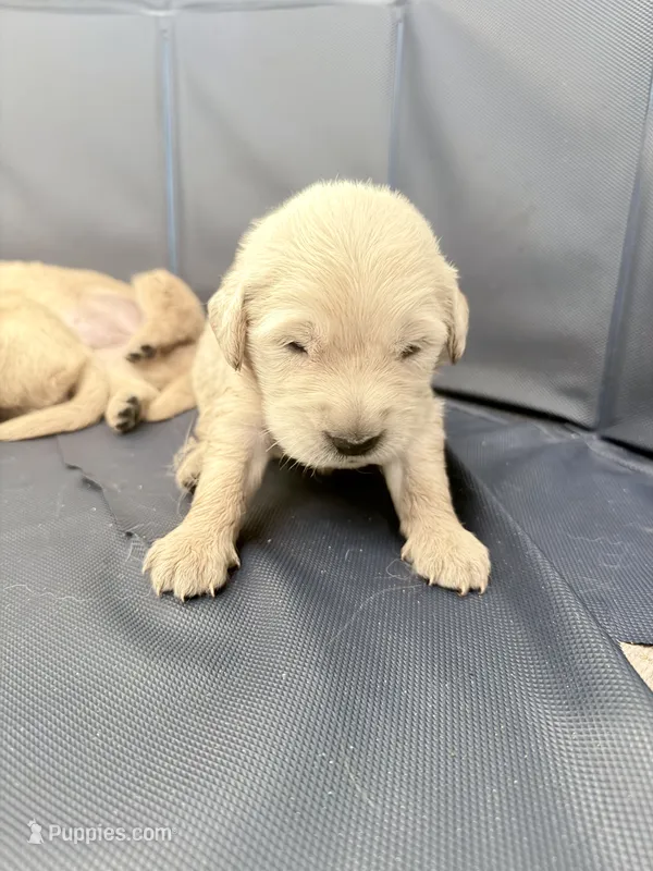 Blue Male – Golden Retriever puppy for sale in Fort Walton Beach, FL