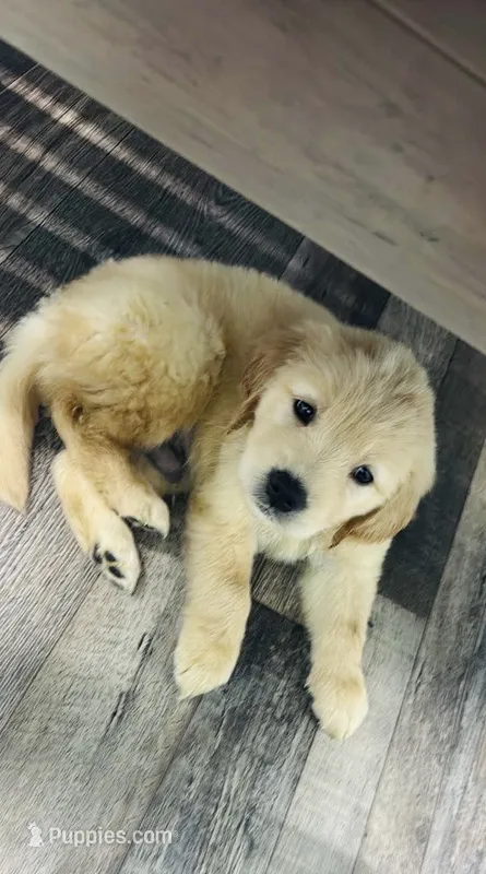 Red Male – Golden Retriever puppy for sale in Fort Walton Beach, FL