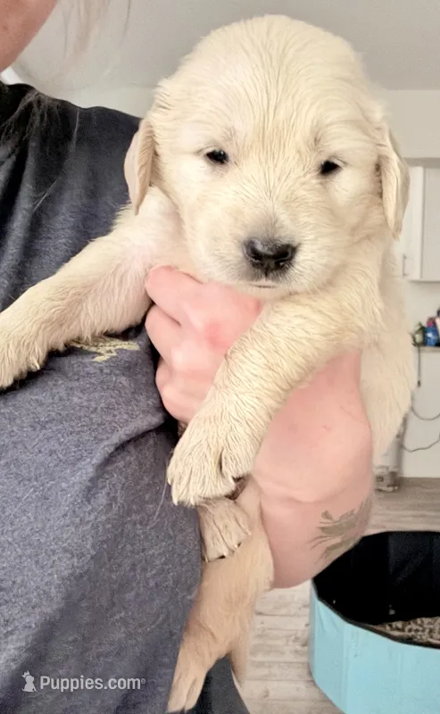 Orange Male – Golden Retriever puppy for sale in Fort Walton Beach, FL