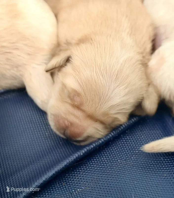 Female 1 – Golden Retriever puppy for sale in Fort Walton Beach, FL