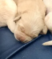 Female 1, a female Golden Retriever for sale in Fort Walton Beach, FL – 1 of 6