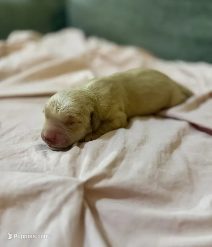 Female 1 – Golden Retriever puppy for sale in Fort Walton Beach, FL