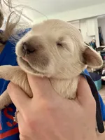 Blue Male, a male Golden Retriever for sale in Fort Walton Beach, FL – 7 of 7