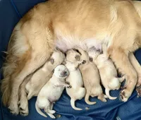 Orange Male, a male Golden Retriever for sale in Fort Walton Beach, FL – 3 of 3