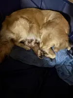 Female 1, a female Golden Retriever for sale in Fort Walton Beach, FL – 2 of 3