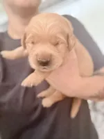 Female 1, a female Golden Retriever for sale in Fort Walton Beach, FL – 6 of 6