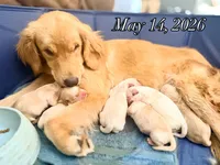 Male 1, a male Golden Retriever for sale in Fort Walton Beach, FL – 1 of 1